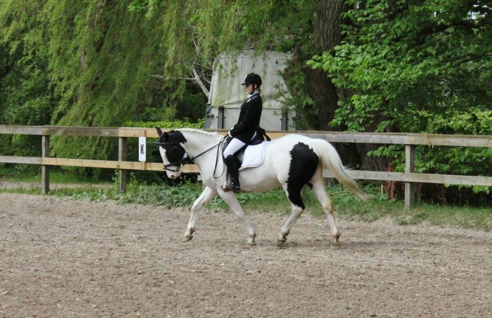 Pinto Dublin billede 4