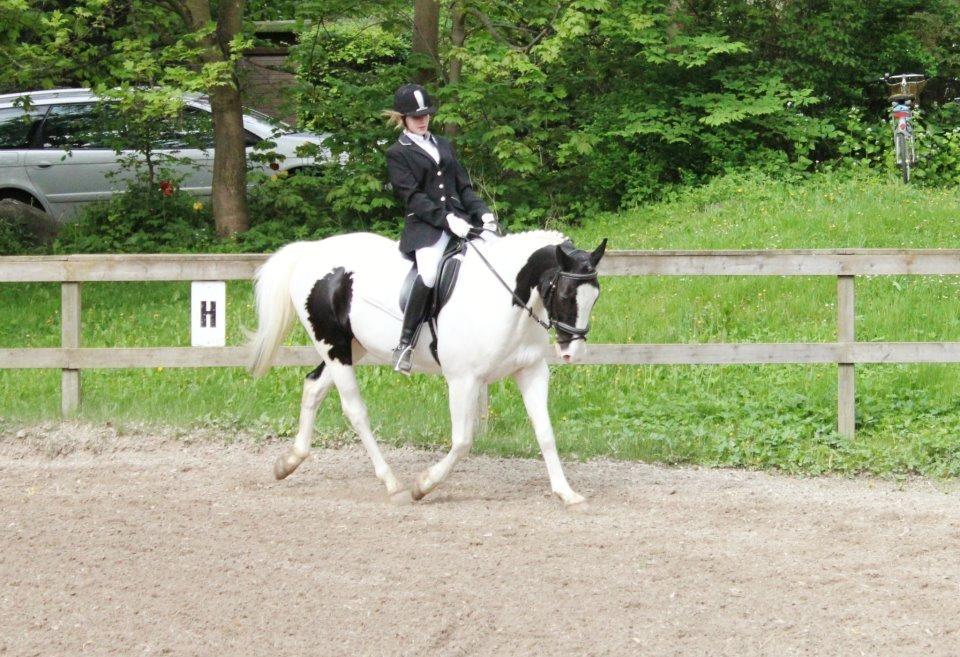 Pinto Dublin billede 5