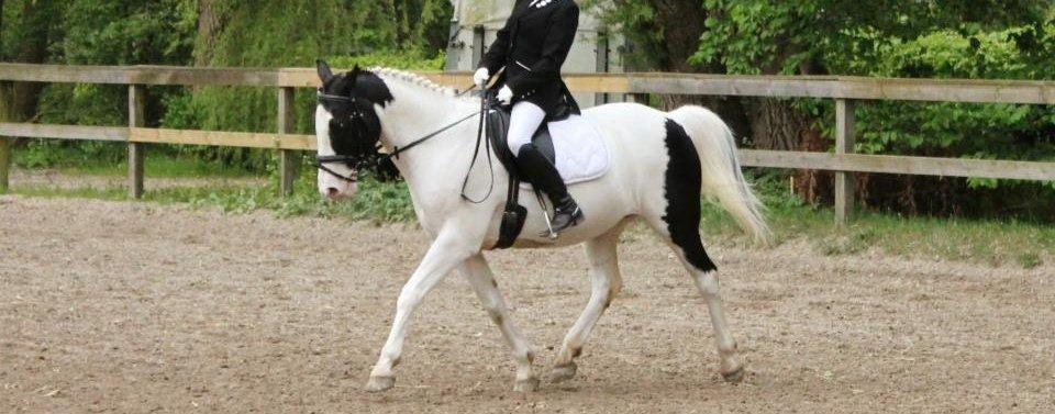 Pinto Dublin billede 1