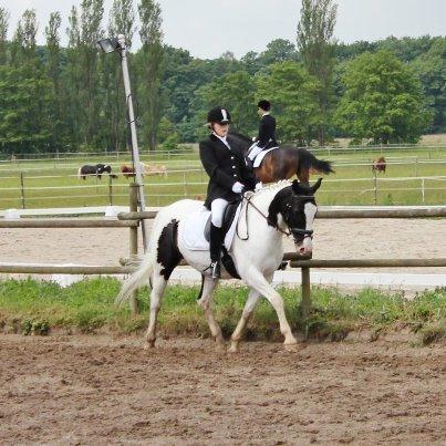 Pinto Dublin billede 6