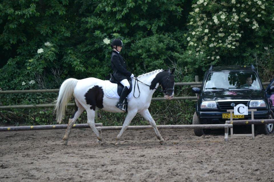 Pinto Dublin billede 7