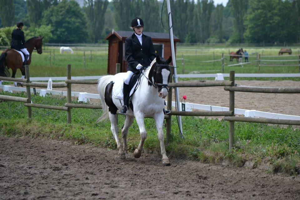 Pinto Dublin billede 8