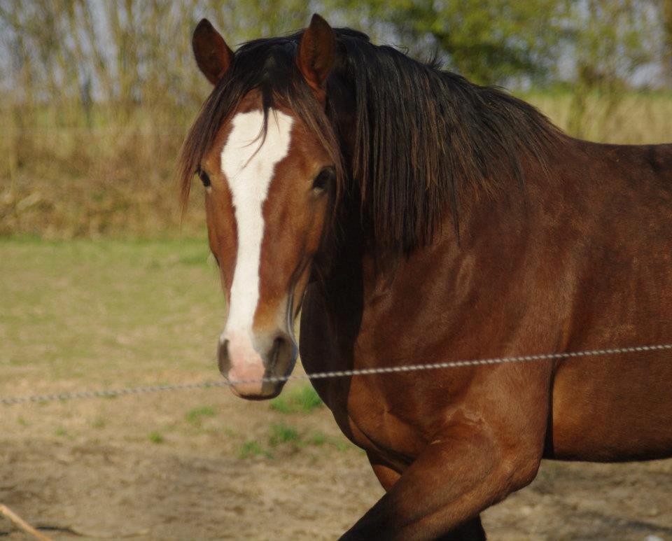 Welsh Cob (sec D) stensgådens Tristan billede 2