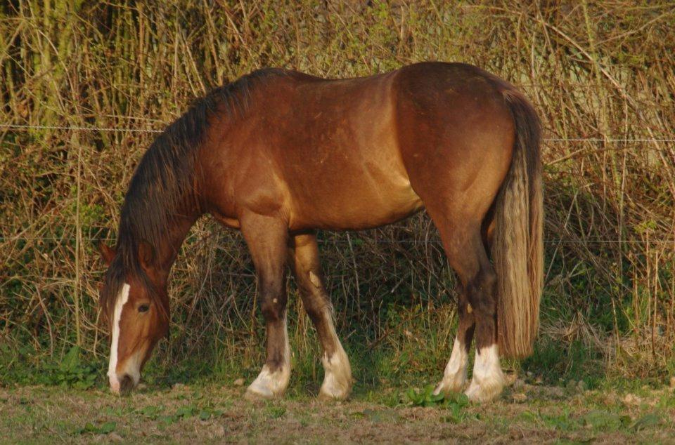 Welsh Cob (sec D) stensgådens Tristan billede 9