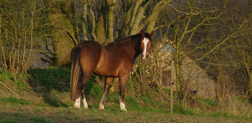 Welsh Cob (sec D) stensgådens Tristan billede 1