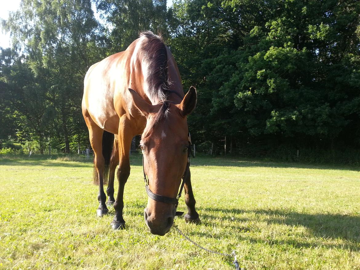 Dansk Varmblod Oldgårdens Luna *X-part* billede 8
