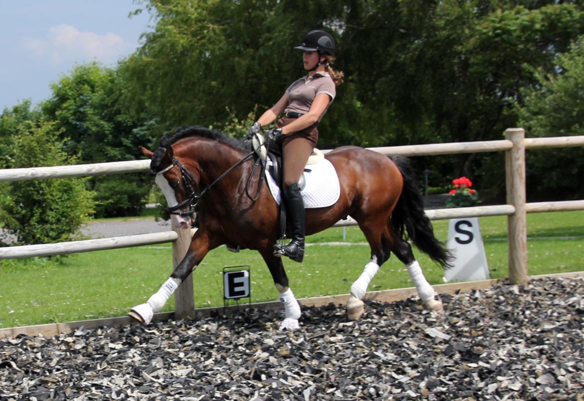 Welsh Pony af Cob-type (sec C) Thers Mickey Mouse - Middeltrav på Bissen! <3 
Foto: Mor billede 13