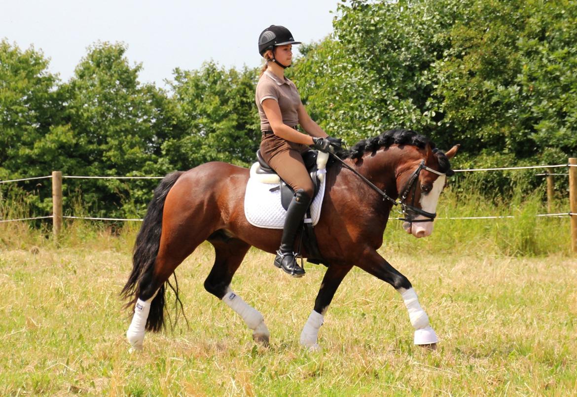 Welsh Pony af Cob-type (sec C) Thers Mickey Mouse - Mickey og jeg på marken i fiiiin trav! :3
Foto: Mor billede 9