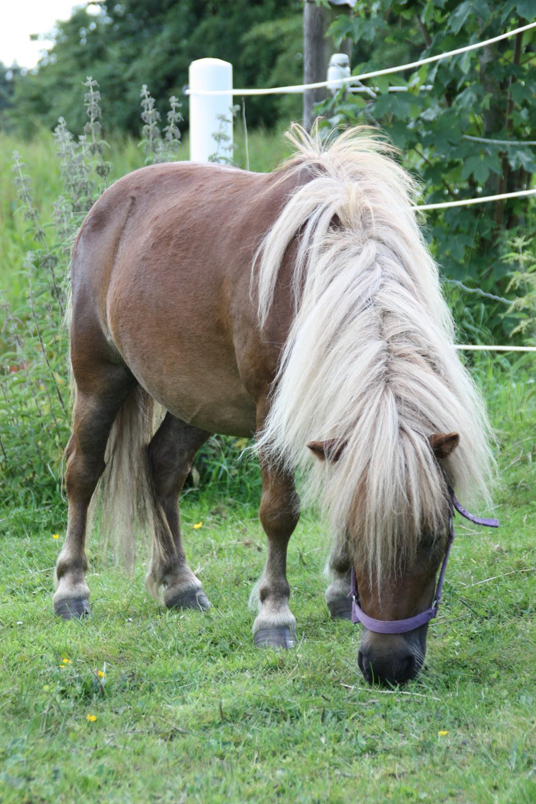 Miniature Serafina billede 6