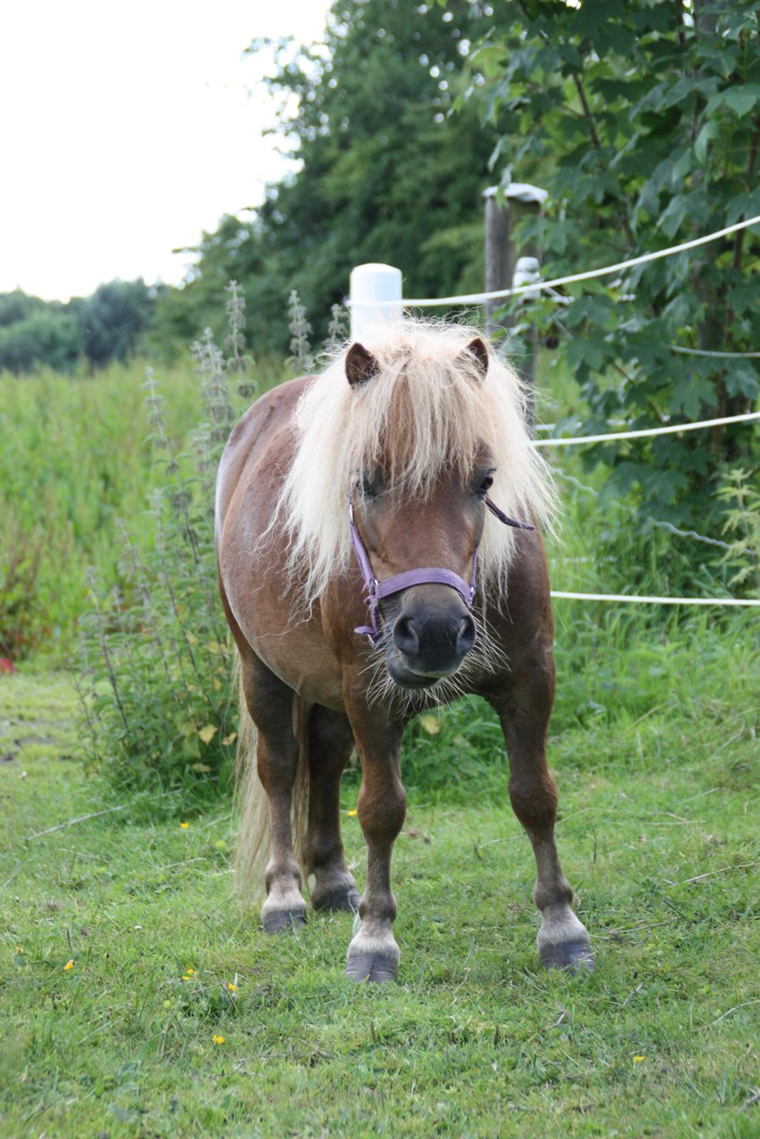 Miniature Serafina - Serafina - Sommeren 2012 billede 1