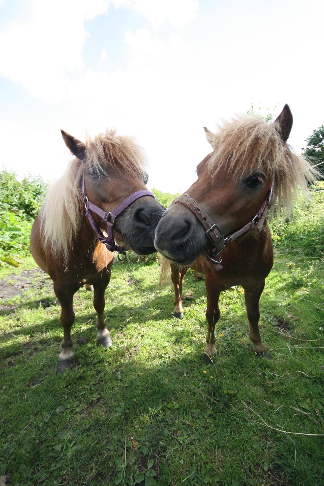 Miniature Serafina billede 12