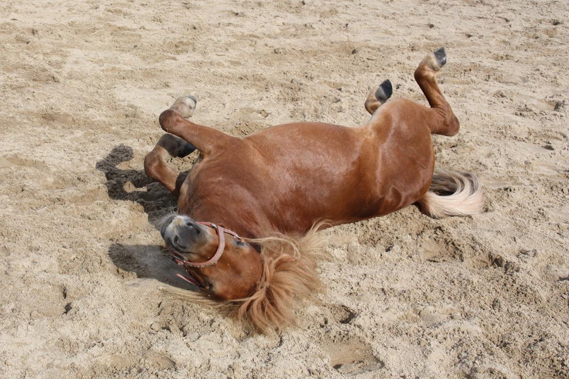 Miniature Laban - Orghh - det klør lige der!!! billede 14