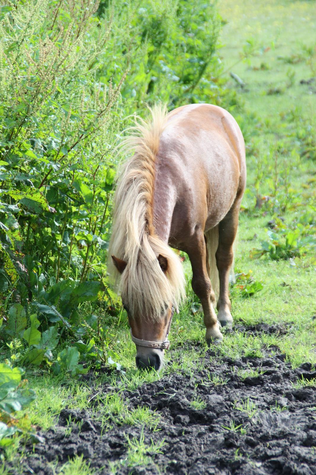 Miniature Laban billede 5