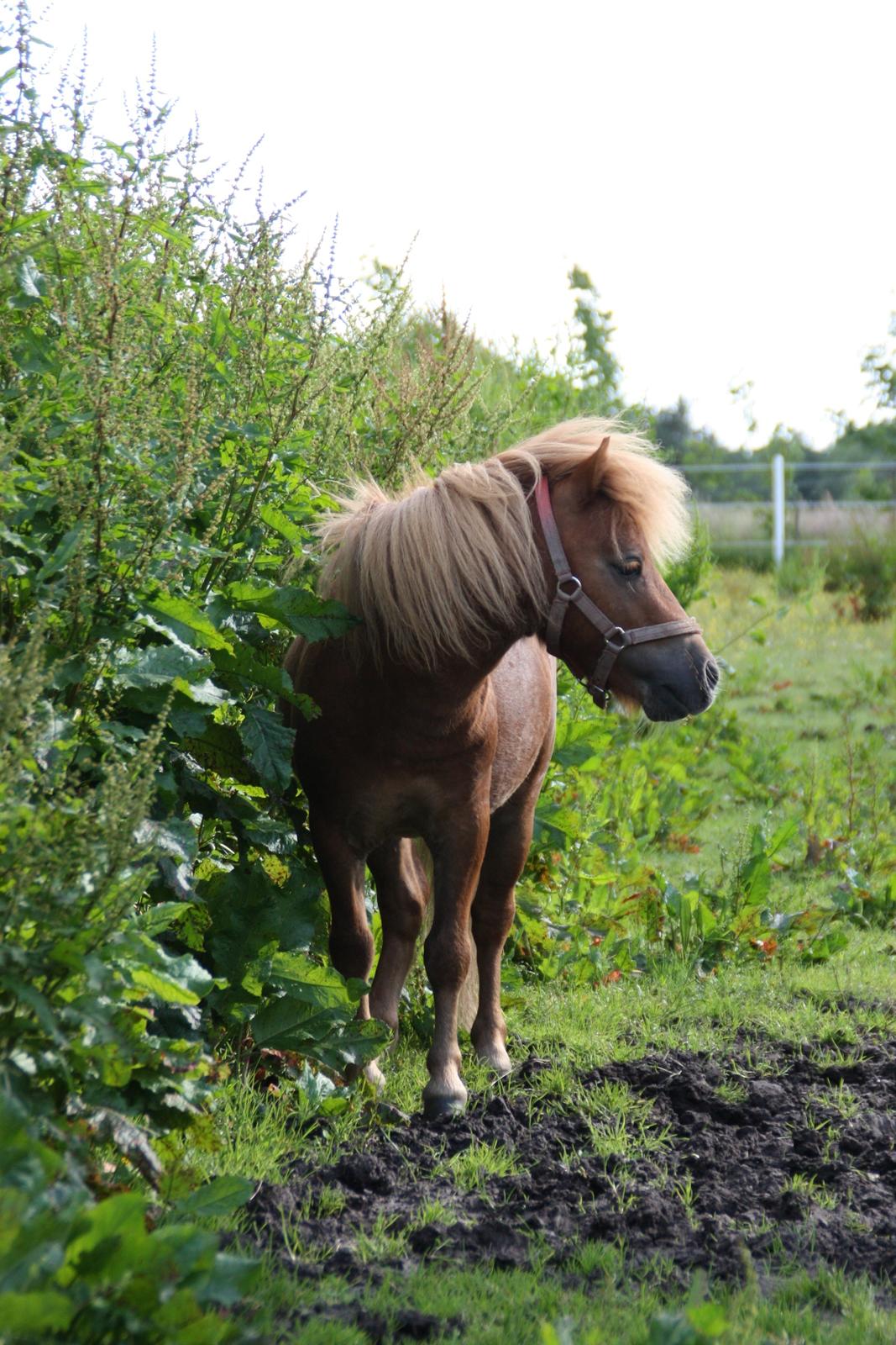 Miniature Laban billede 15