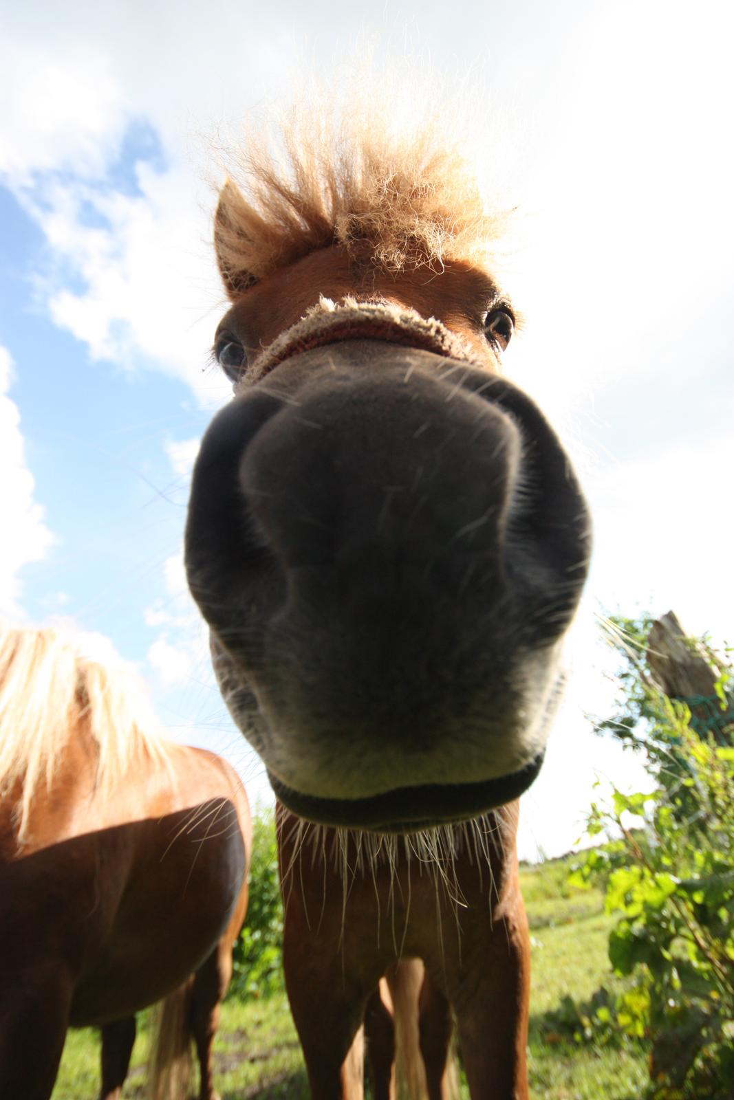 Miniature Laban - Har du noget mad til mig?? billede 3