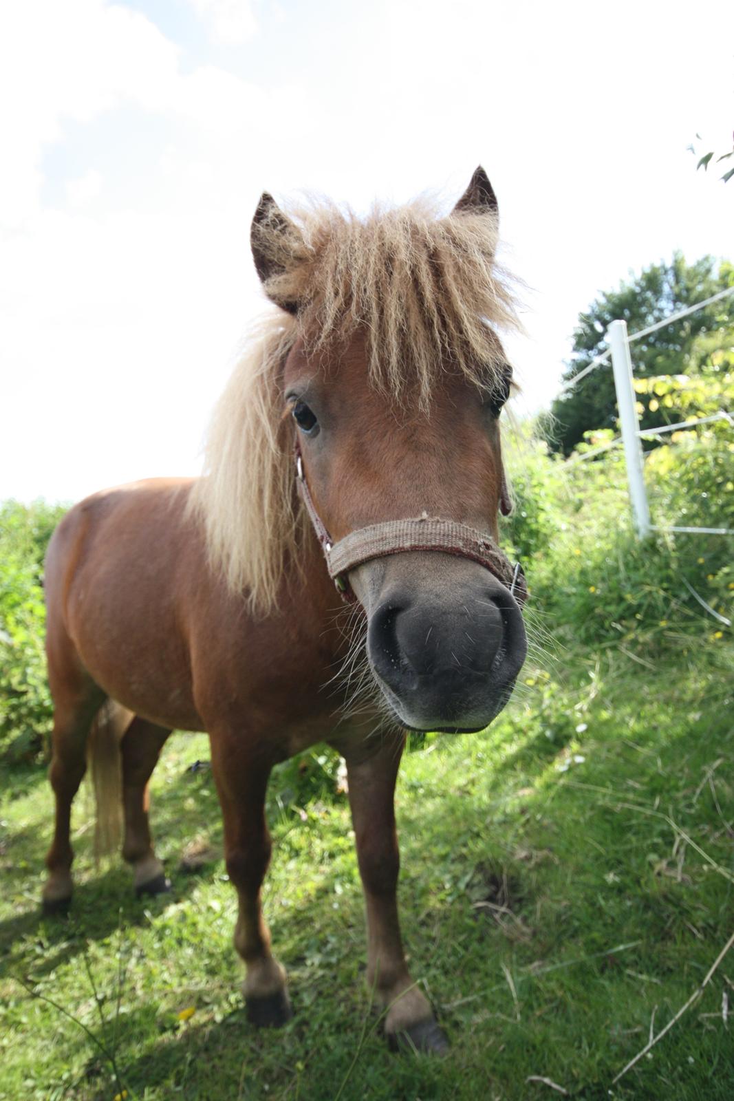 Miniature Laban billede 10