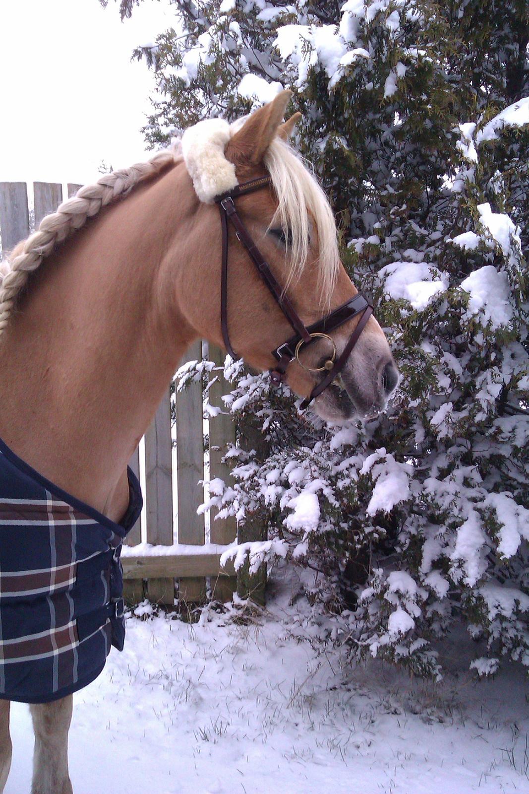Haflinger santana RH ( Haffe! ) - pony dyret!<3 Gode venner kan lave alting sammen - men kun de bedste venner er i stand til at lave ingenting sammen<3
 billede 17