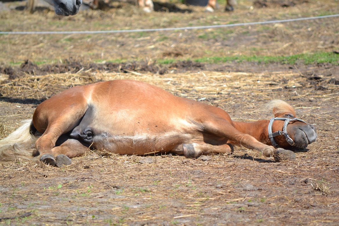 Shetlænder Bambi - Bambi tager en morfar (: billede 9