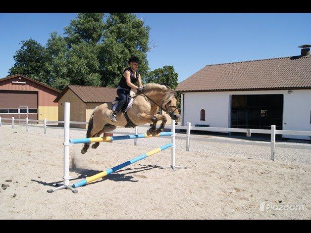 Fjordhest Dalargutt aka Gutti/Gutten - Springtræning d. 4/7-12
Over 100cm

Foto: Kia Jelbo billede 14