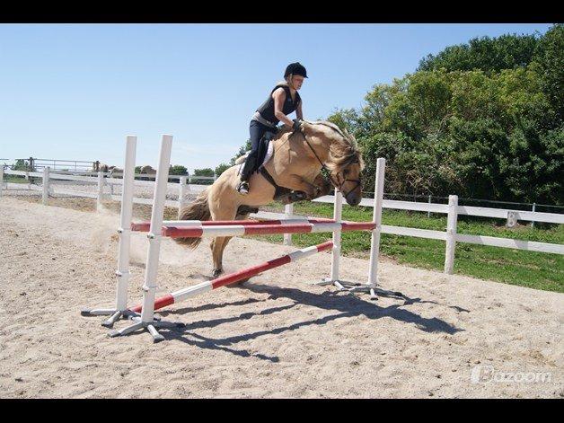 Fjordhest Dalargutt aka Gutti/Gutten - Springtræning d. 4/7-12
Over 90cm

Foto: Kia Jelbo billede 15