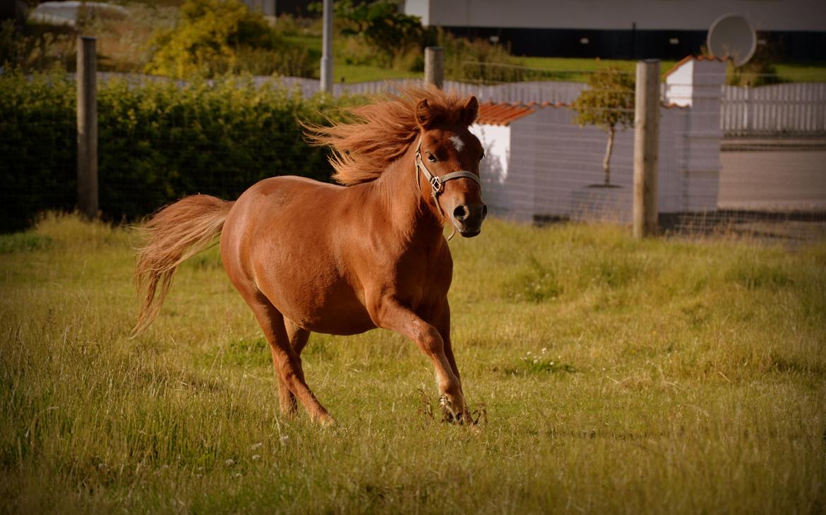 Anden særlig race Prins. :-) billede 15