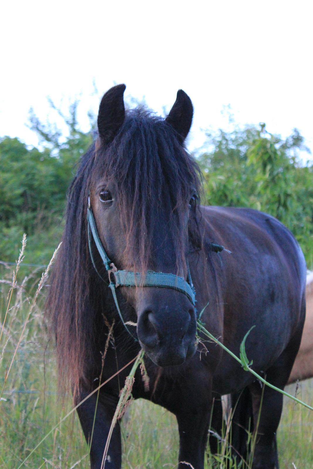 Fell pony Michaks Jaguar  billede 18