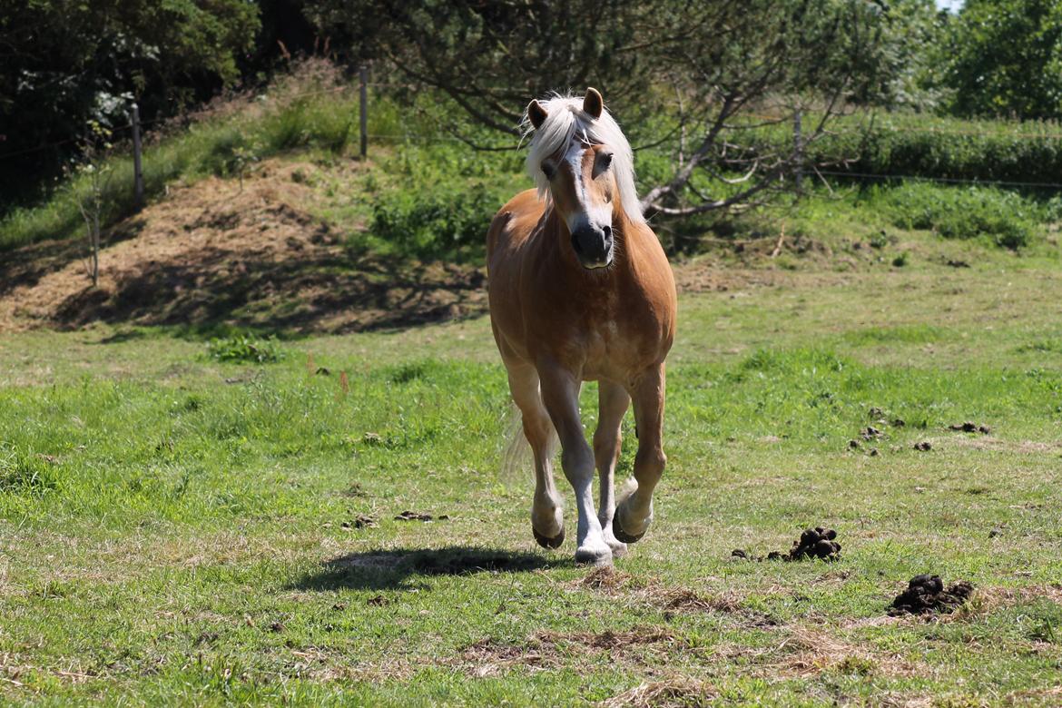 Haflinger Mikado billede 18
