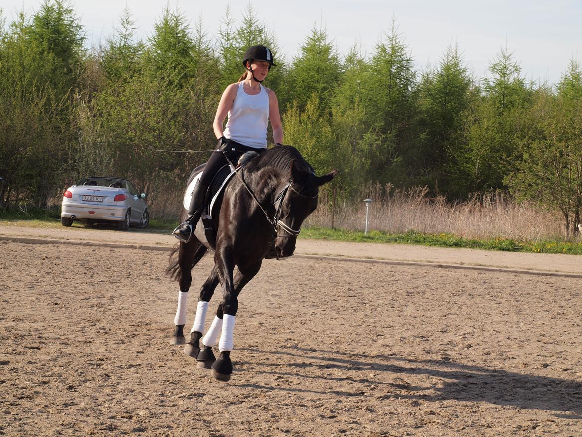 Trakehner Sofie - Haghia Sophia! (R.I.P) - Mere dressur billede 14