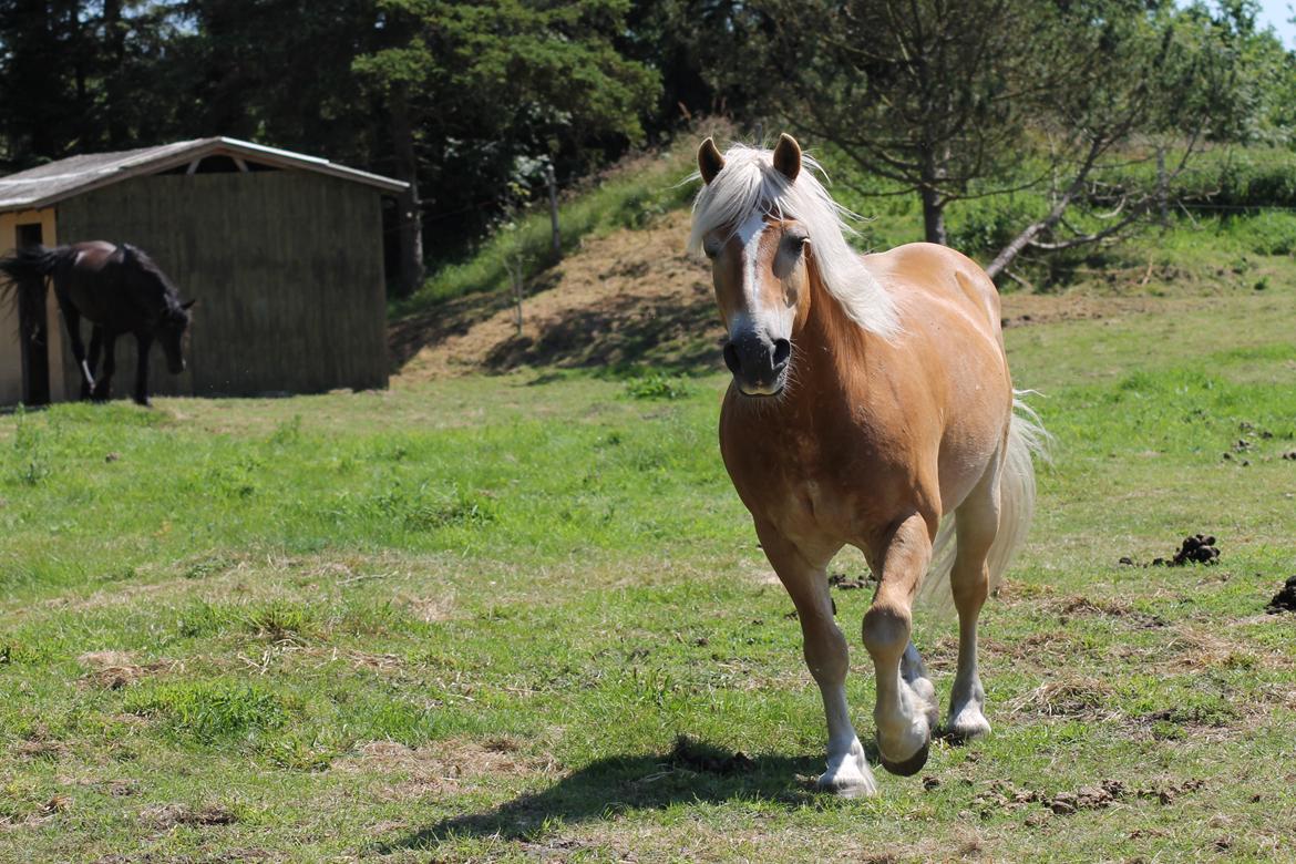 Haflinger Mikado billede 19