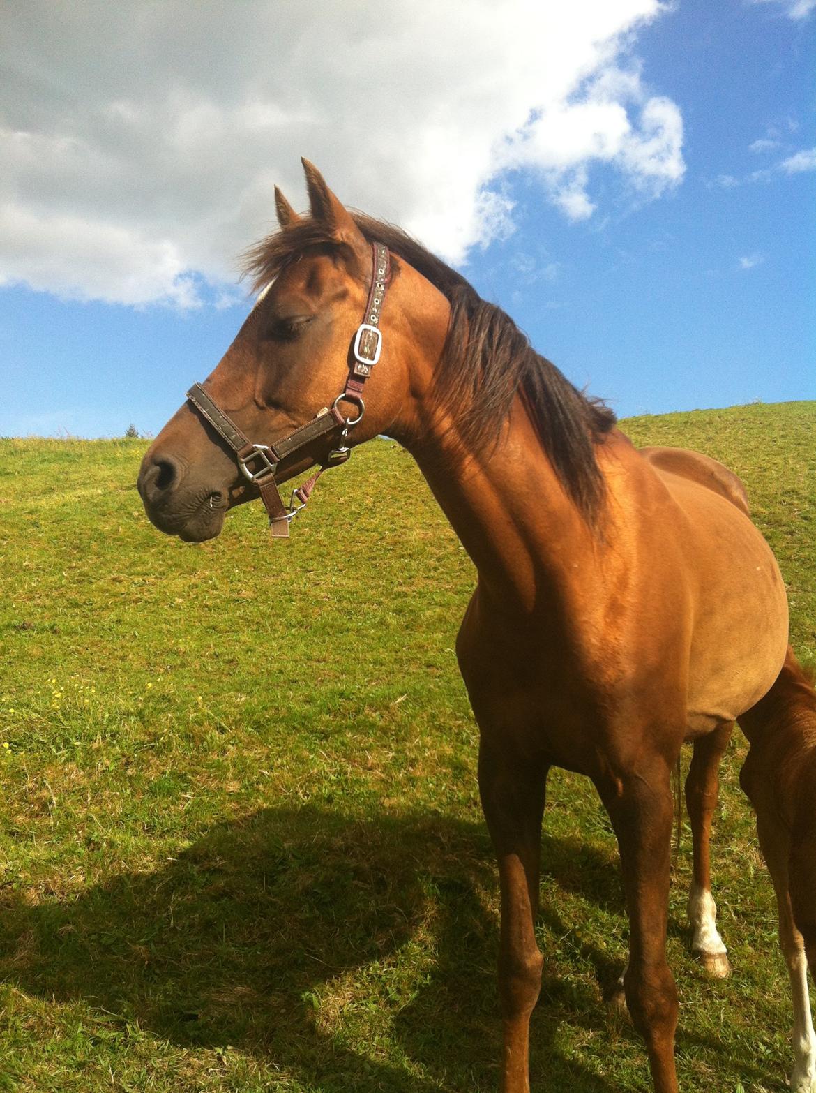 Welsh Partbred (Sec F) Marieton's Silvy<3. billede 8