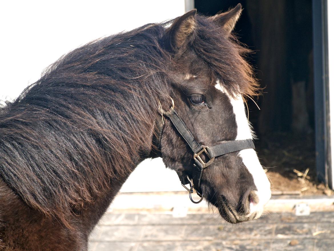 Paso-Peruanos AR Santana del Montana billede 17