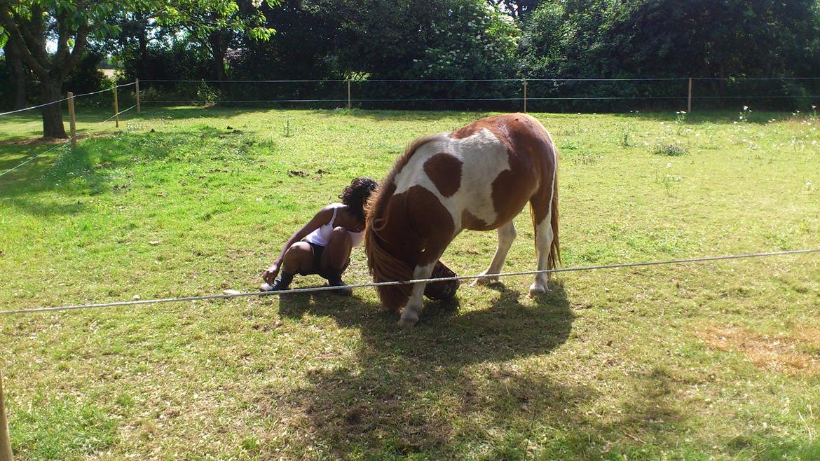 Anden særlig race Hugo - Hugo najer, det er dog stadig træning med godbider. Håber snart han kan det ude godbider :-) billede 1