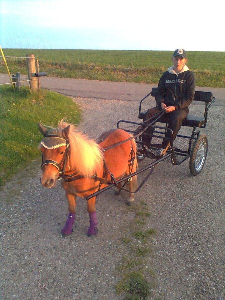 Anden særlig race Bambino - 4/7 2012 - Første gang med vogn nogensinde! :D STOLT! billede 2