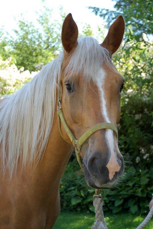 Palomino Happy One billede 1