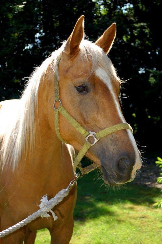 Palomino Happy One billede 2