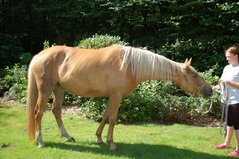 Palomino Happy One billede 3