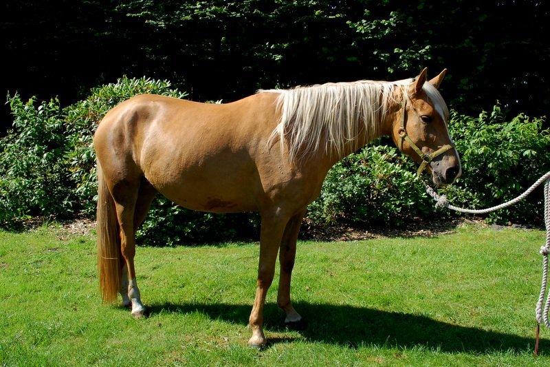 Palomino Happy One billede 4