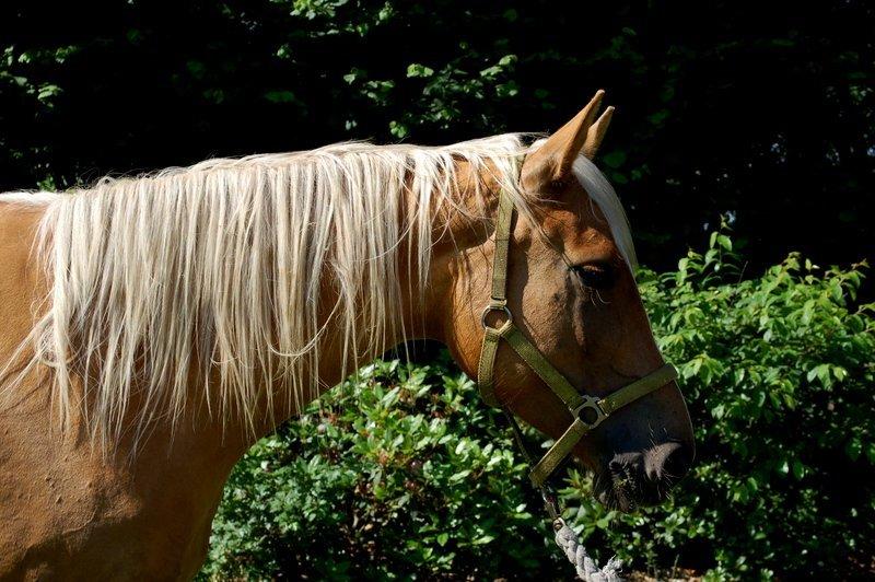 Palomino Happy One billede 5