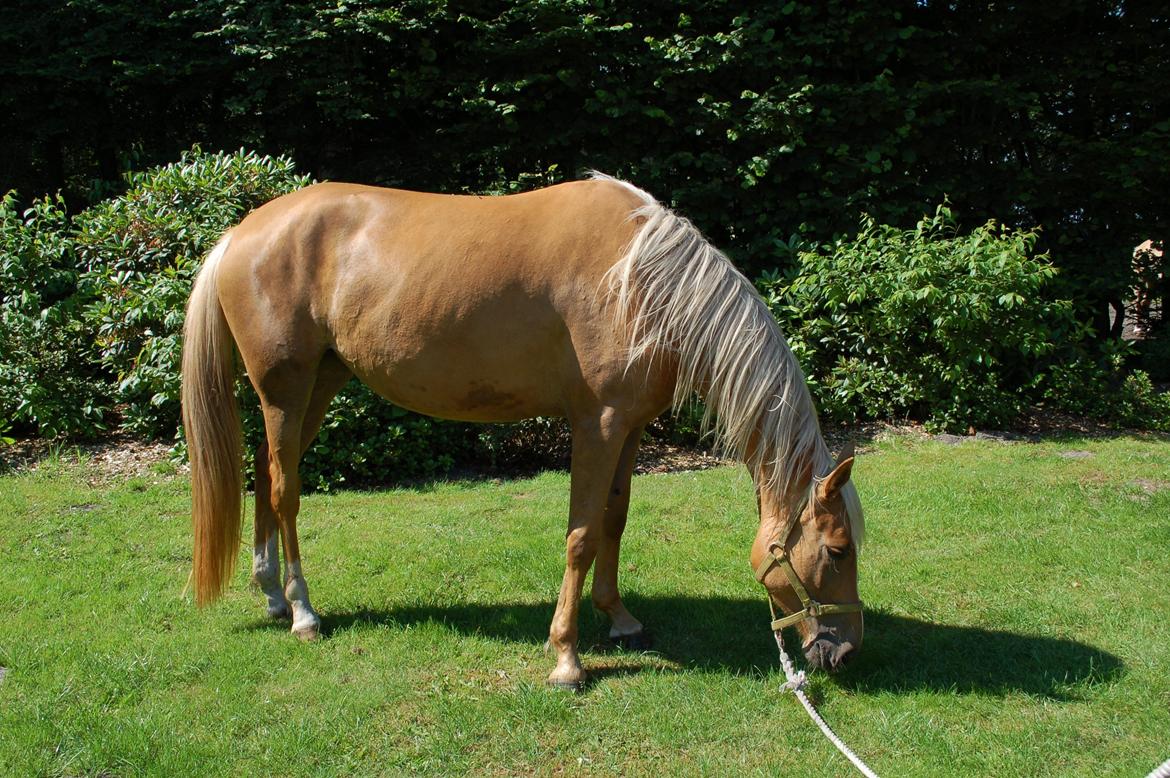 Palomino Happy One billede 6
