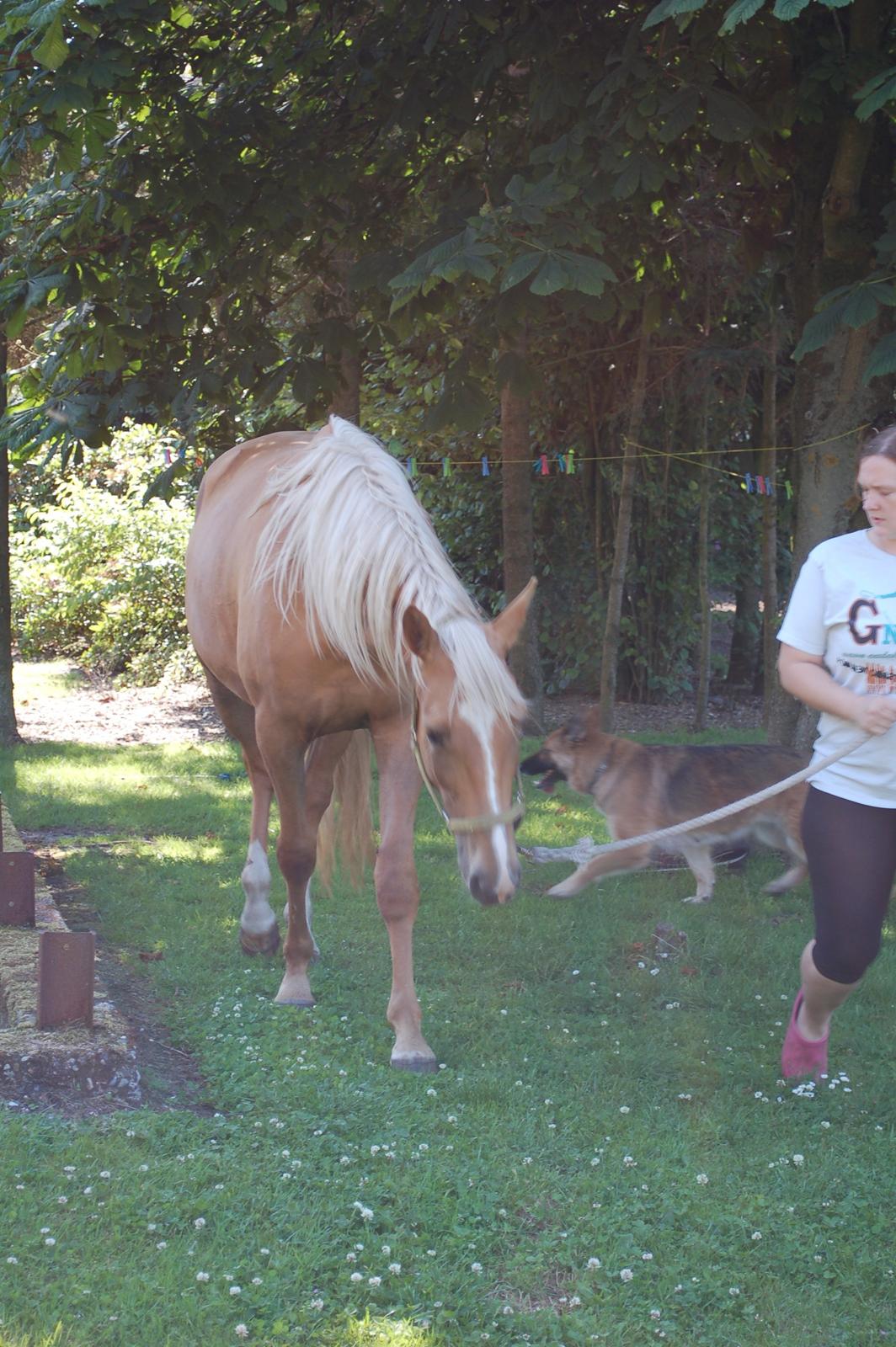 Palomino Happy One billede 7