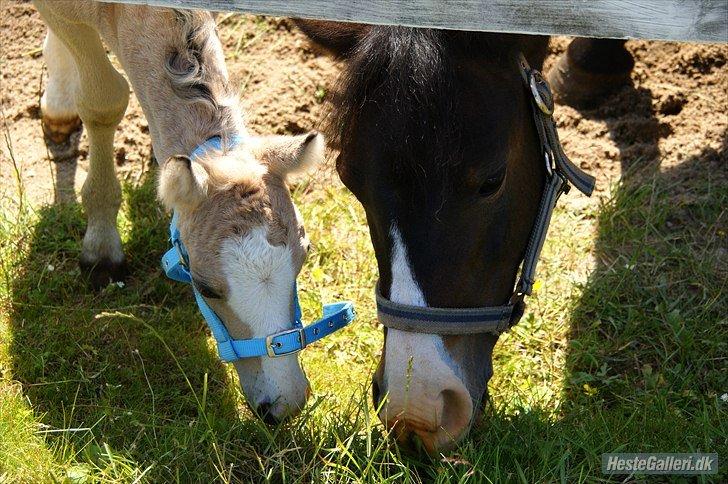 Welsh Mountain (sec A) // My Star // Josefine..!<3 - 2. gang på ridebanen

- Jeg kunne ikk' tykke græsset, har jo ingen tænder xD

Foto: Line K billede 15