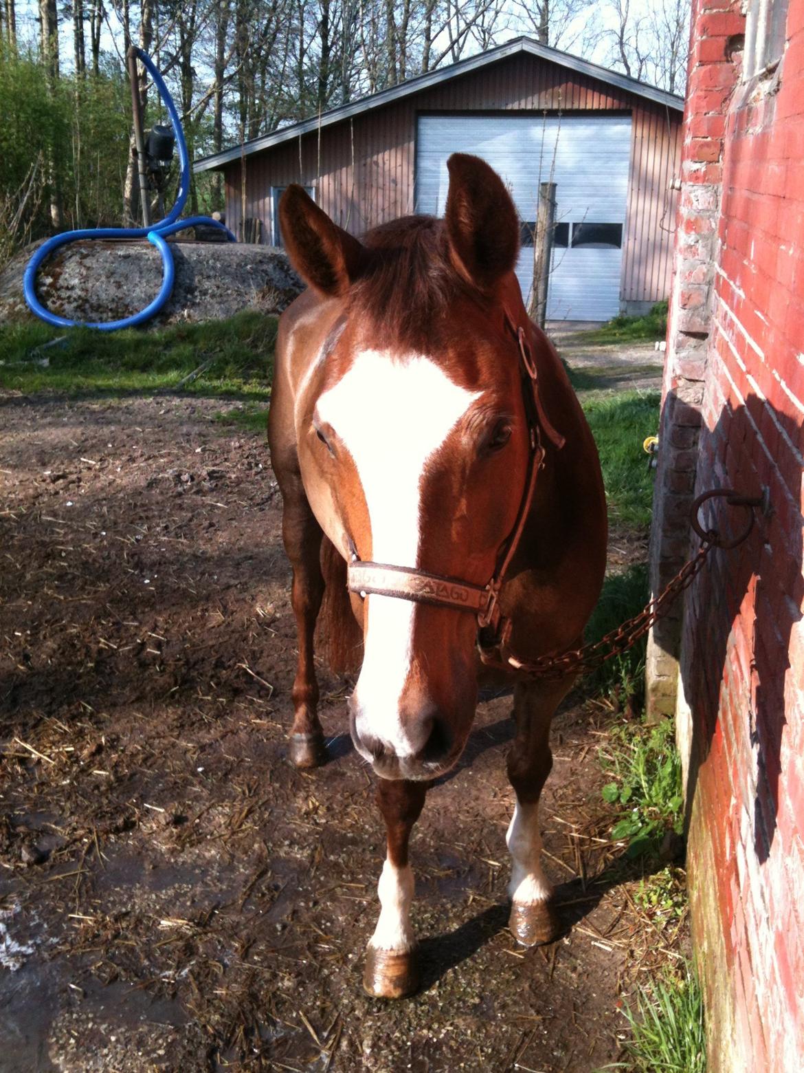 Dansk Varmblod Roma Hovgård -tidligere part billede 6