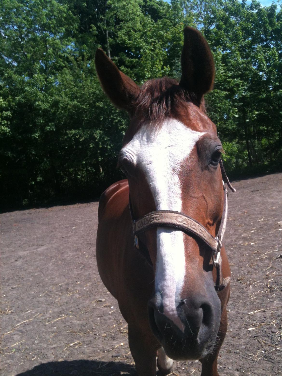 Dansk Varmblod Roma Hovgård -tidligere part - nyder den skønne maj-sol billede 3
