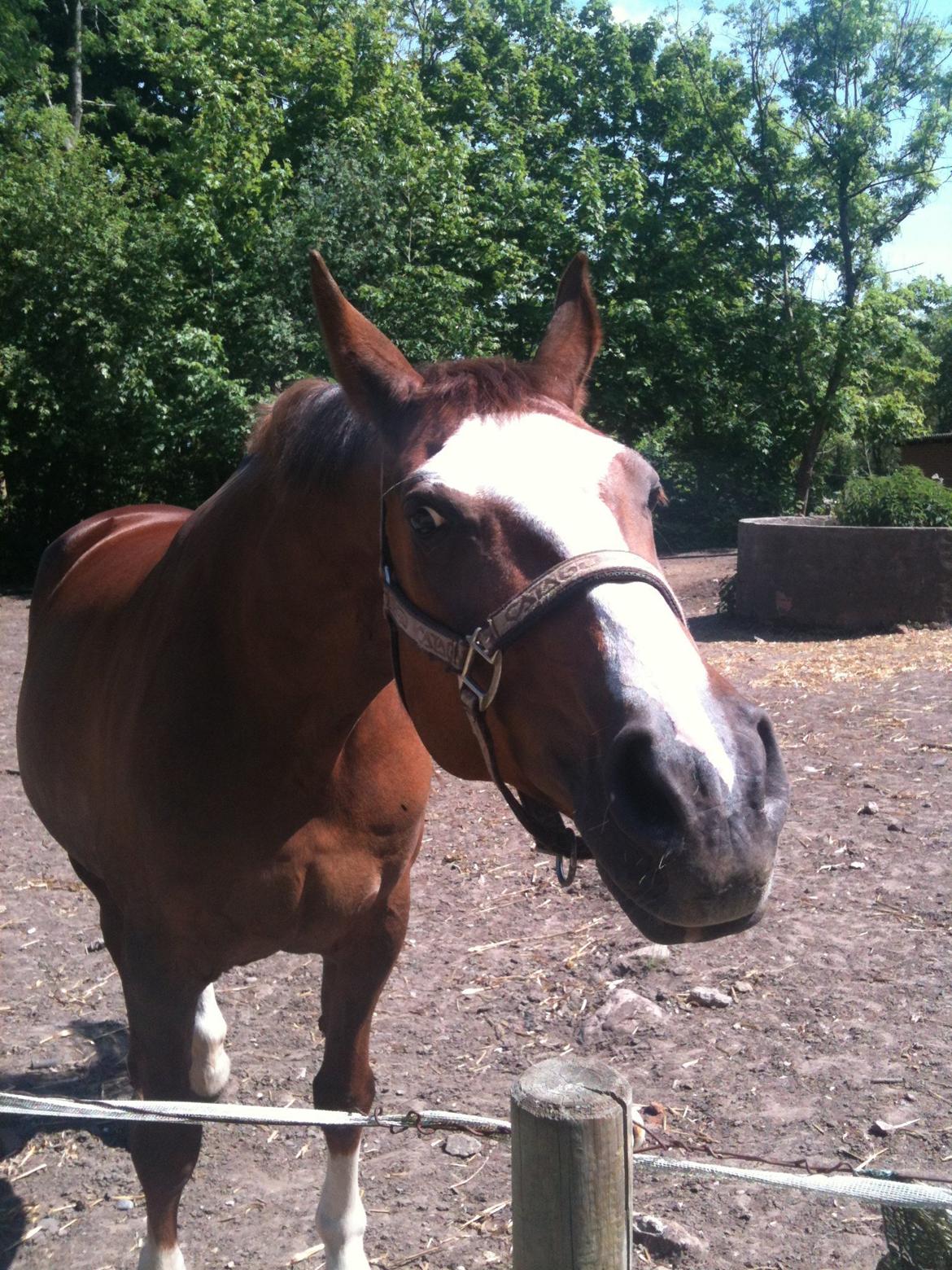 Dansk Varmblod Roma Hovgård -tidligere part - er det en gulerod du har der? billede 7