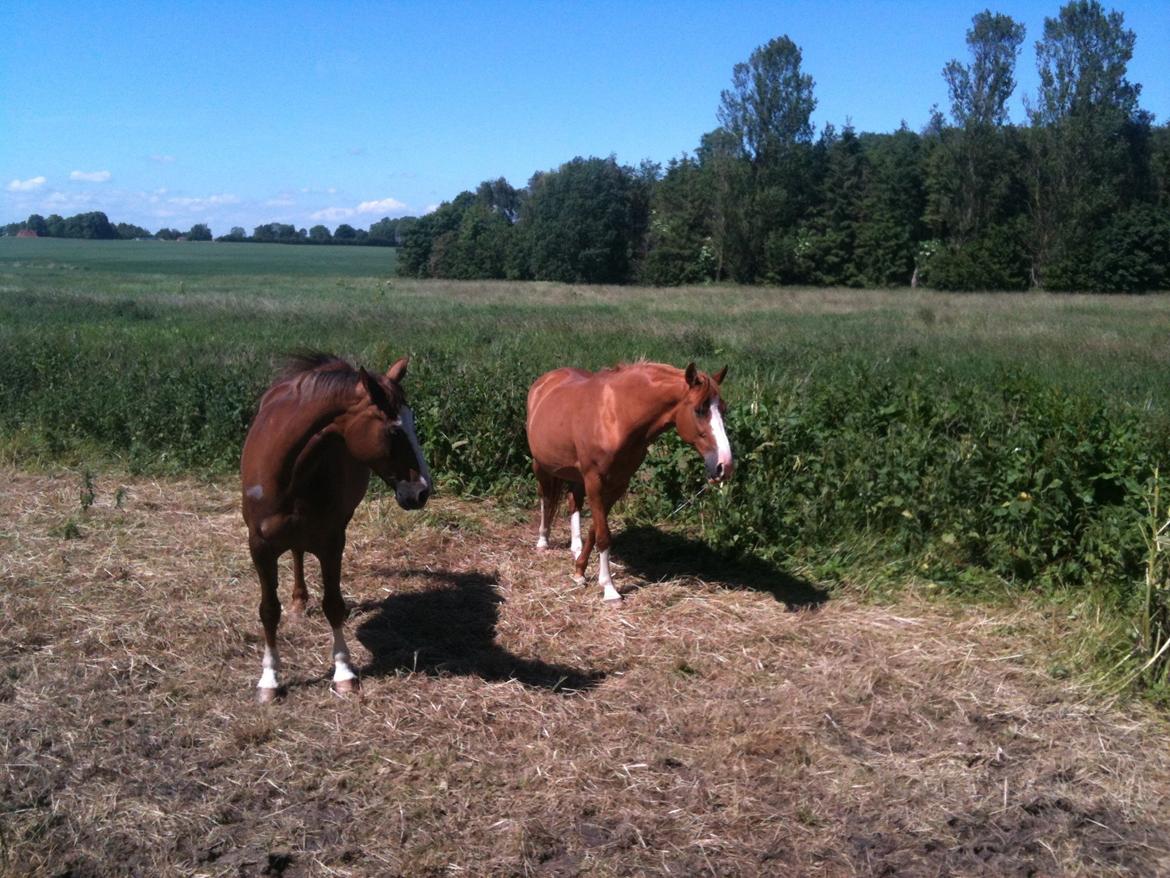 Dansk Varmblod Roma Hovgård -tidligere part - på sommerfolden men veninden/boksebolden Tipi. Romas måde at sige:'' Jeg elsker dig Tipi,, er at losse hende en. derfor boksebold... billede 2