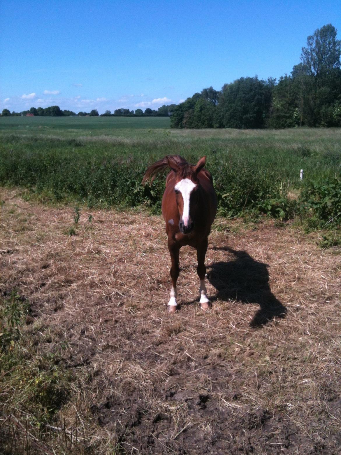 Dansk Varmblod Roma Hovgård -tidligere part - åååh det er vaaaarmt! billede 8