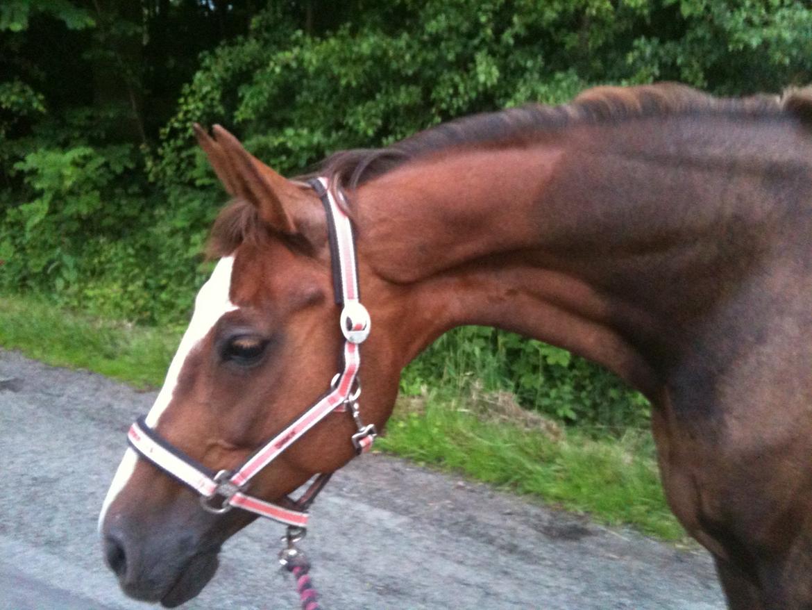 Dansk Varmblod Roma Hovgård -tidligere part - fik lige øje på en farlig sten i vejkanten... billede 5