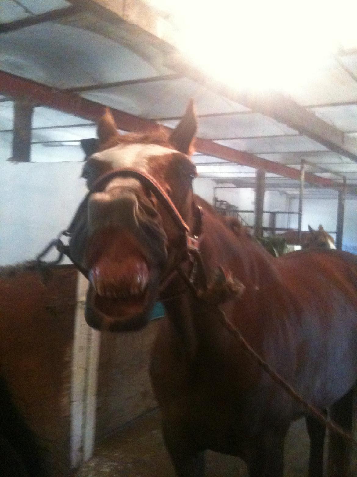 Dansk Varmblod Roma Hovgård -tidligere part - smiiiiiil til fotografen! og gi' mig et kyyys! billede 9