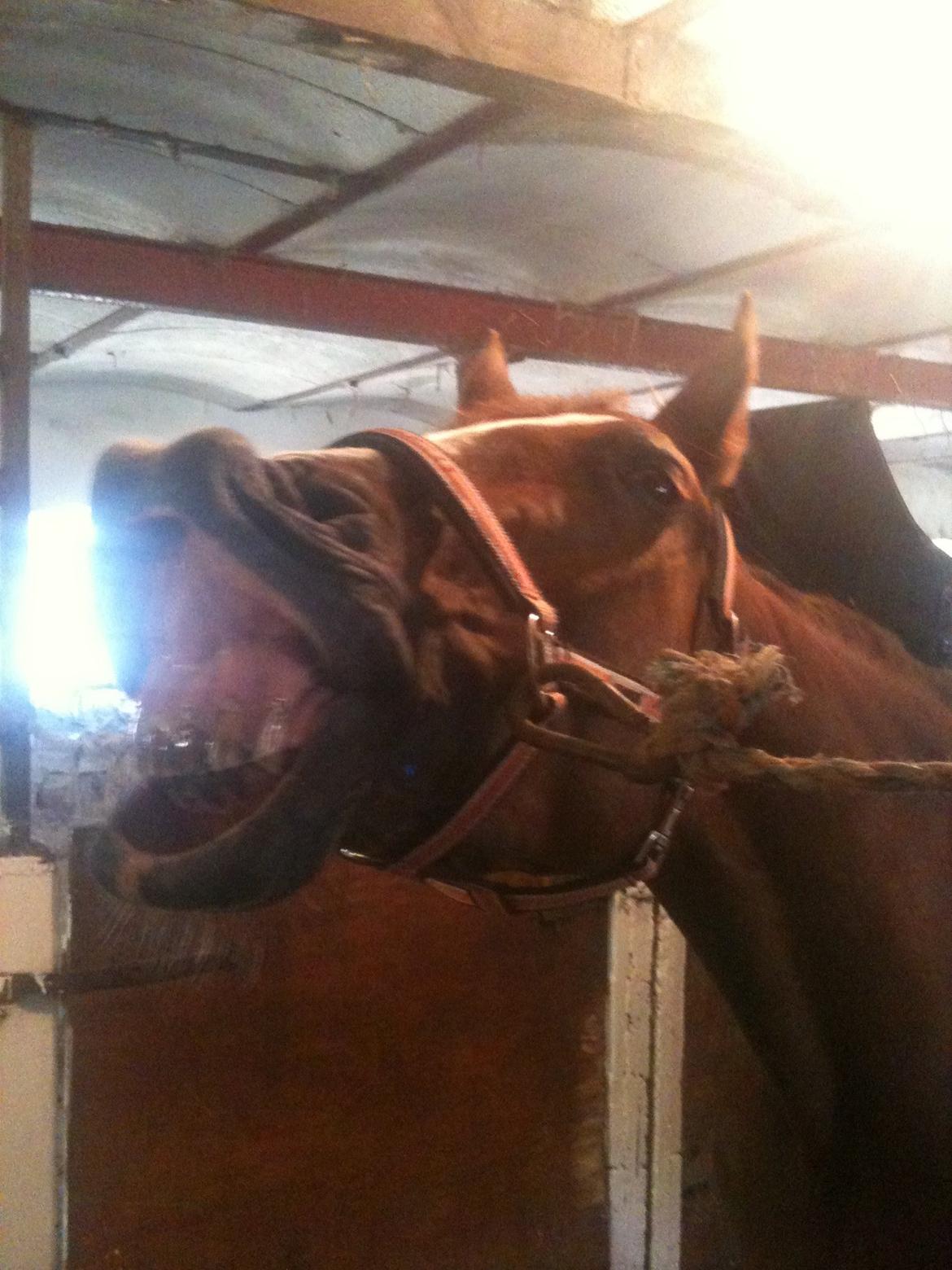 Dansk Varmblod Roma Hovgård -tidligere part - ÆÆÆÆHÆHÆHÆHÆ! billede 11