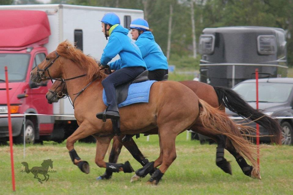 Welsh Cob (sec D) Adelheides Charming Boy billede 13